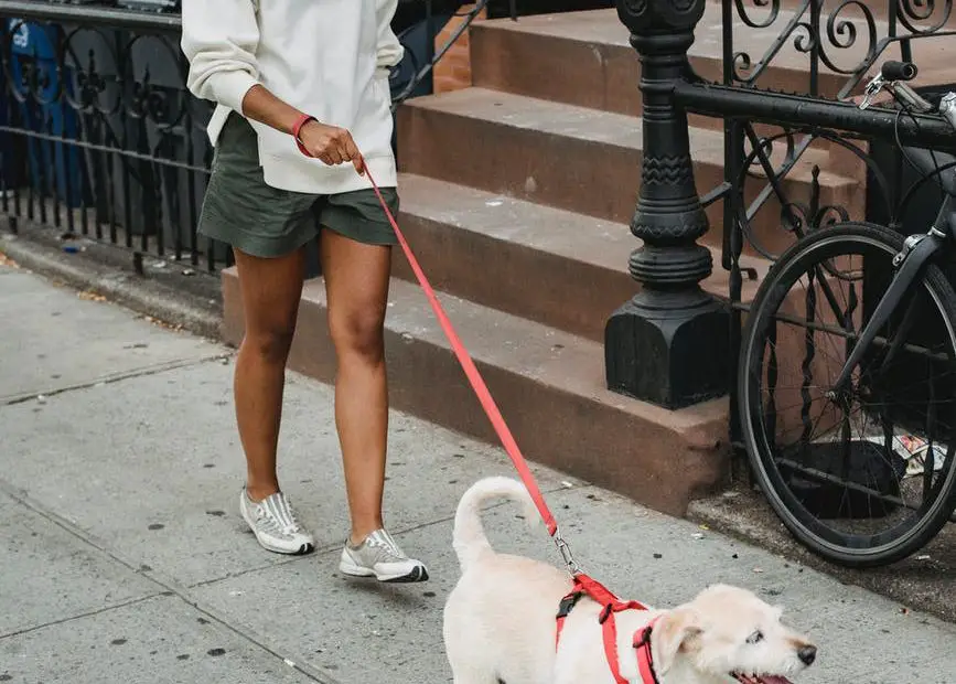 calm black woman walking with dog on street